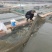 四川眉山天贵水产银鳕鱼基地直发规格齐全品质很好