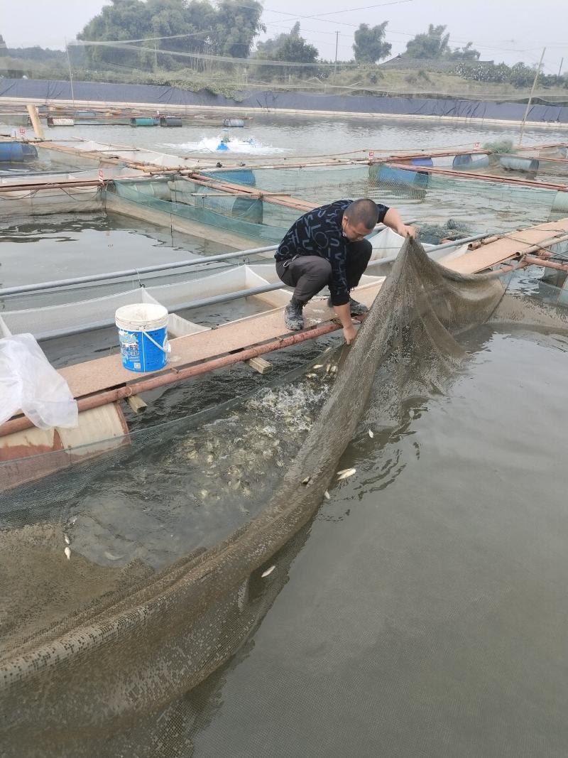 四川眉山天贵水产银鳕鱼基地直发规格齐全品质很好