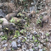 长期供应放养野猪和藏香猪