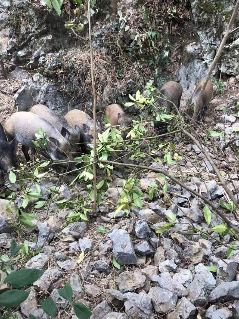 长期供应放养野猪和藏香猪