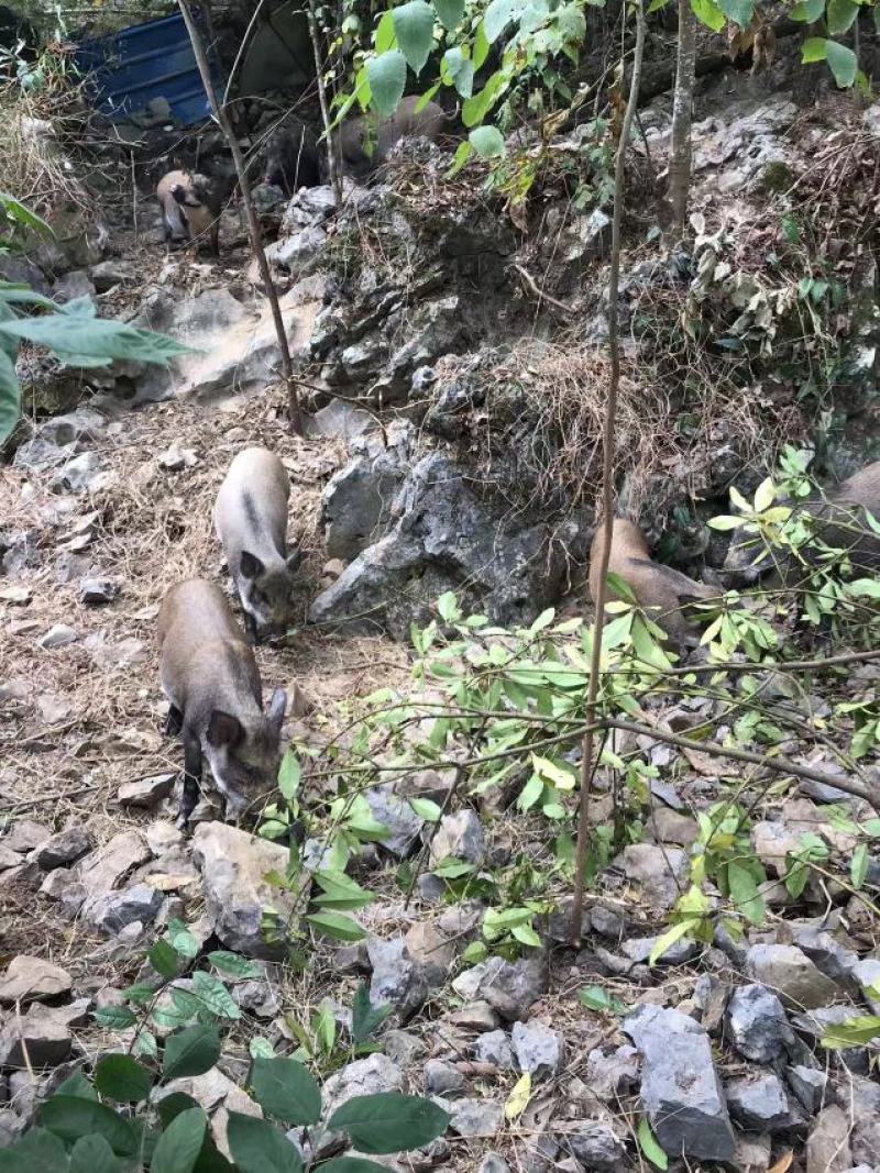 长期供应放养野猪和藏香猪