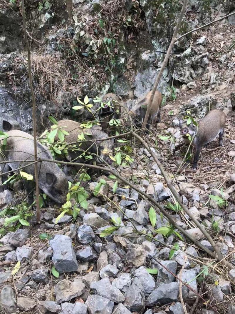 长期供应放养野猪和藏香猪