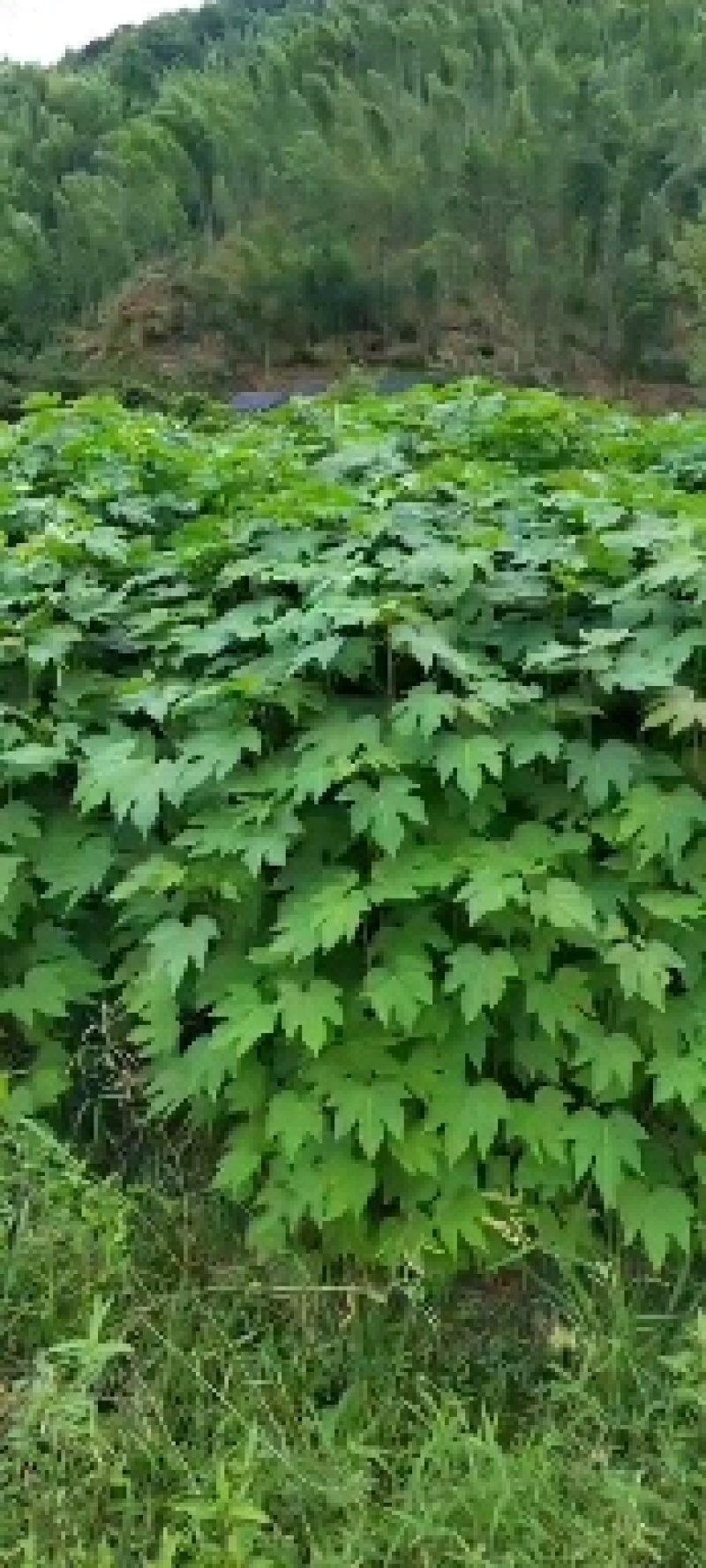 三年桐，千年桐苗供应中！免费提供办理检疫证！