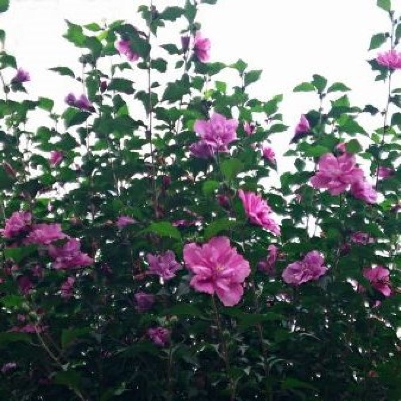 木槿