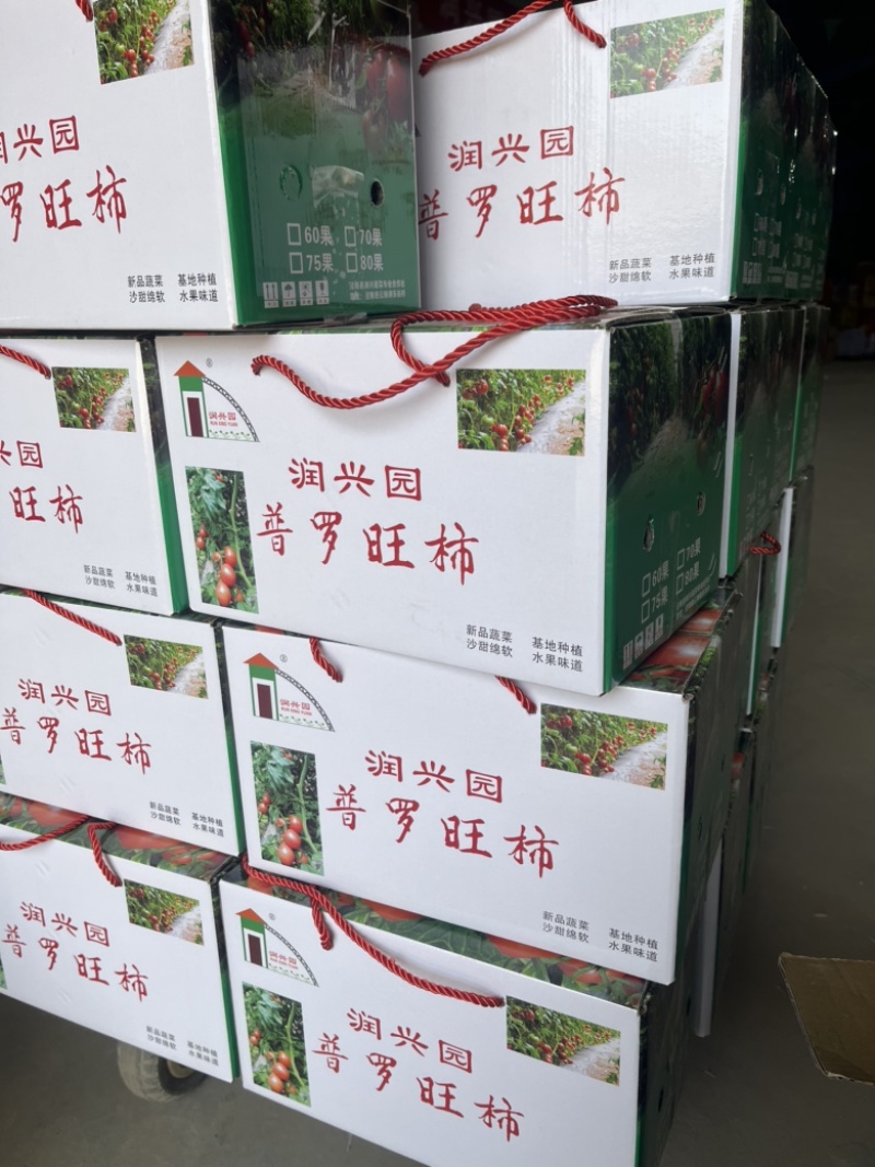 【整箱批发】普罗旺斯西红柿对接北上广一线城市客户欢迎咨询
