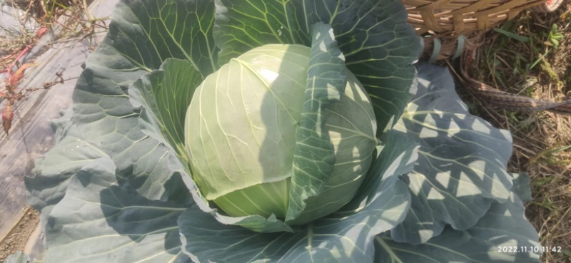 甘蓝、白菜