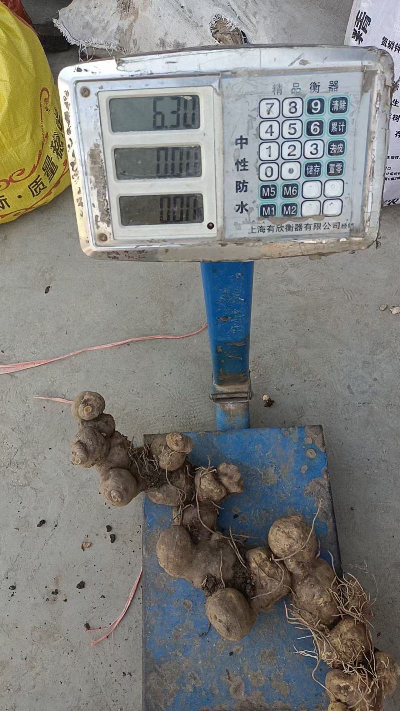 甜黄精大量现货现货现发直接下单包邮欢迎电话联系