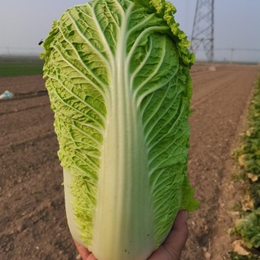 保定涞水出售大量白菜！