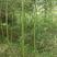 绿化竹子