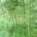 绿化竹子
