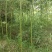 绿化竹子