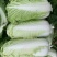 保定涞水出售大量白菜！