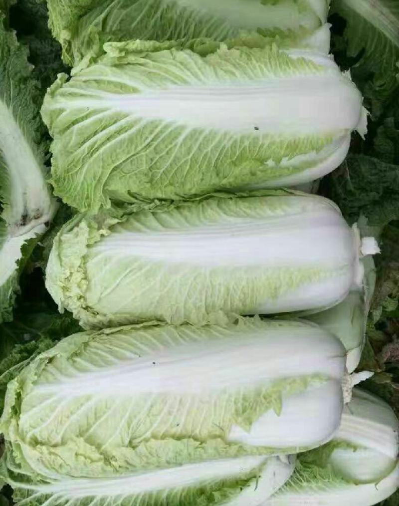 保定涞水出售大量白菜！