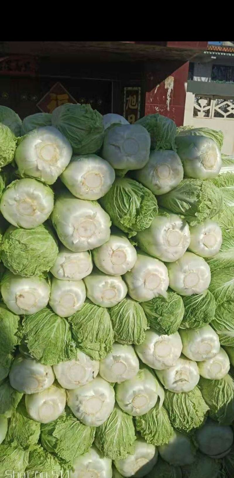 保定涞水出售大量白菜！