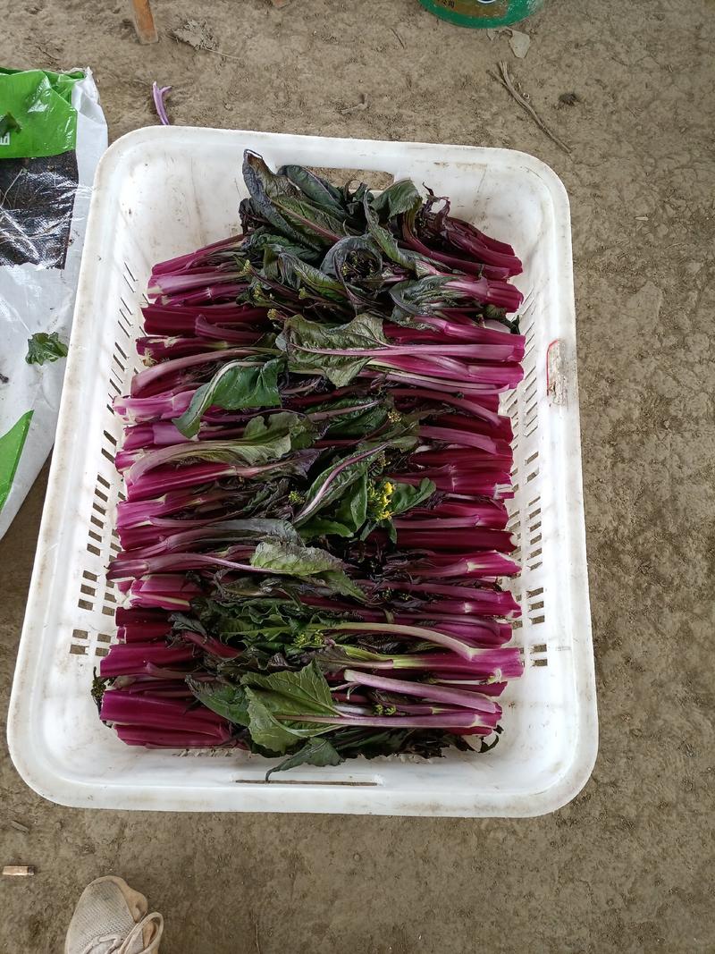 红菜苔，腊光苔，叶少苔粗