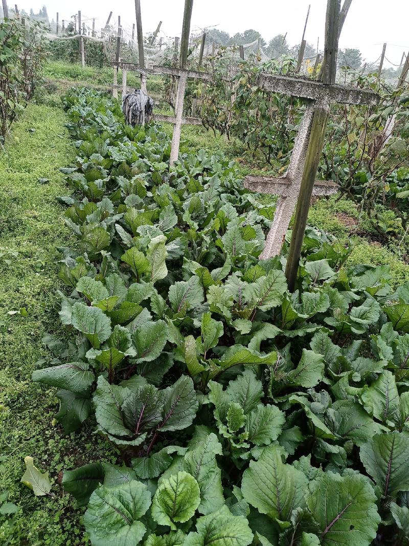 红菜苔，腊光苔，叶少苔粗