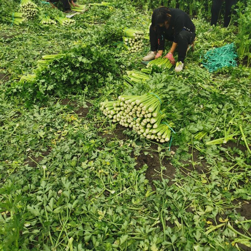 【产地批发】精品西芹一手货源质优价廉代发全国保质