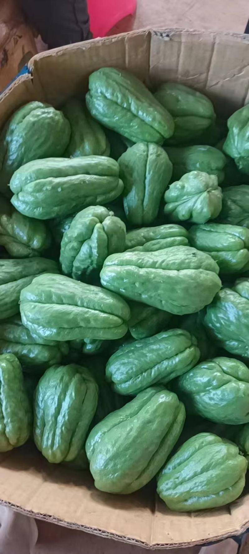 精品广东省徐闻县青皮佛手瓜，品质好，一手货源，货源充足。