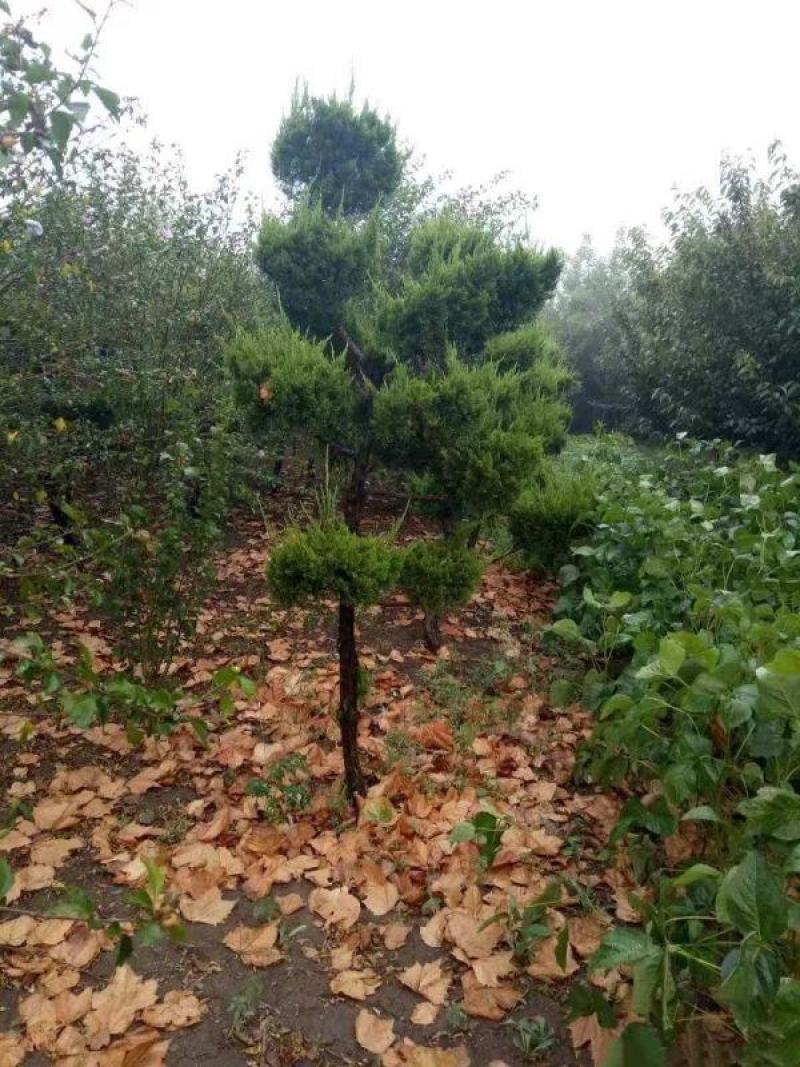 龙柏造型树