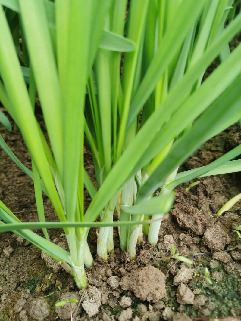 大叶韭菜，，叶宽，根粗，无干尖，大棚种植