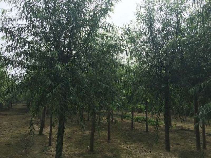 馒头柳