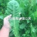 大叶高产多倍体蒲公英亩产万斤以上，种植效益丰厚可加工