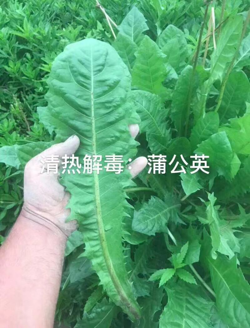 大叶高产多倍体蒲公英亩产万斤以上，种植效益丰厚可加工