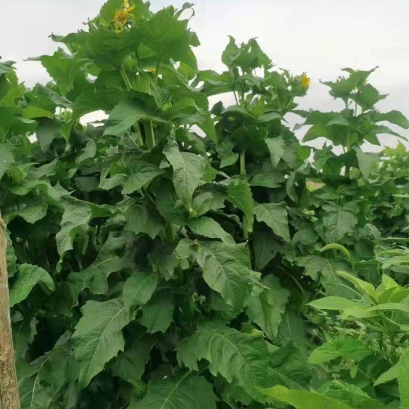 华夏中华神菊教授菊种籽牧草多年生猪牛羊鹅食