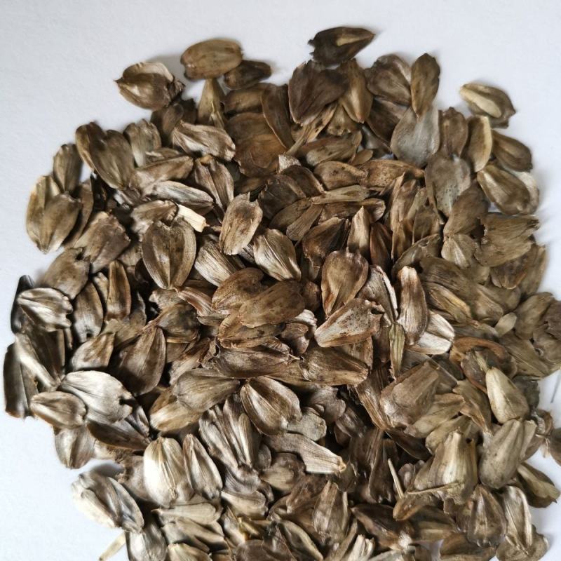 华夏中华神菊教授菊种籽牧草多年生猪牛羊鹅食