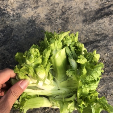 儿菜，娃娃菜1111122222111112221222