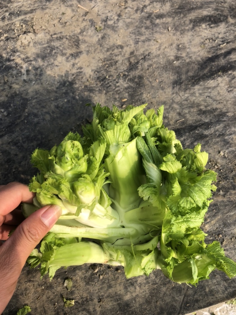 儿菜，娃娃菜1111122222111112221222