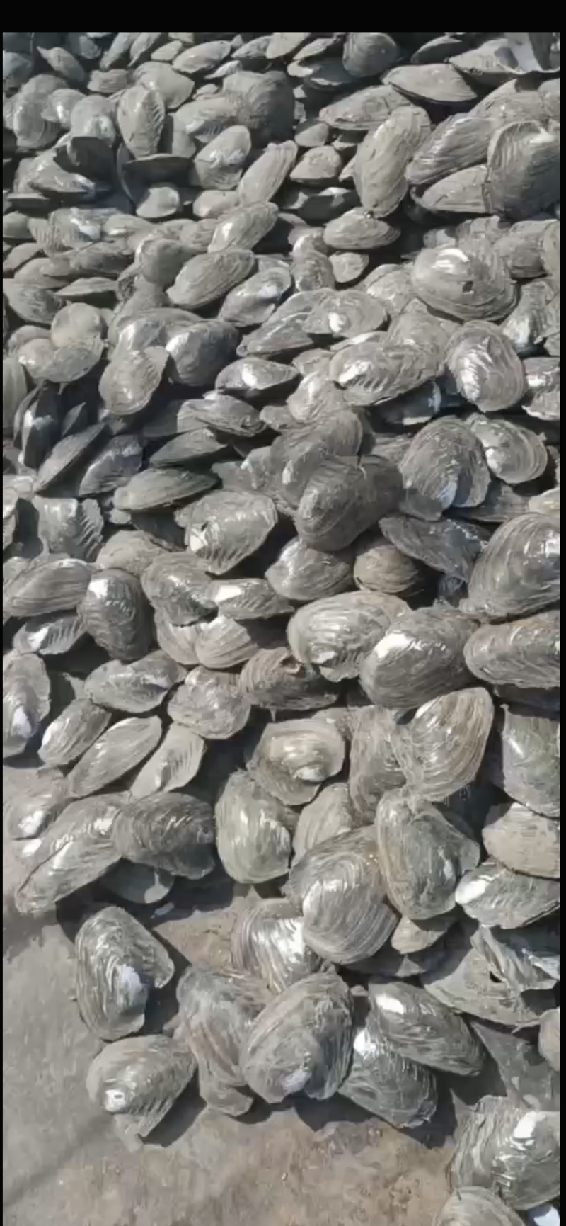 活体河蚌需要联系价格美丽