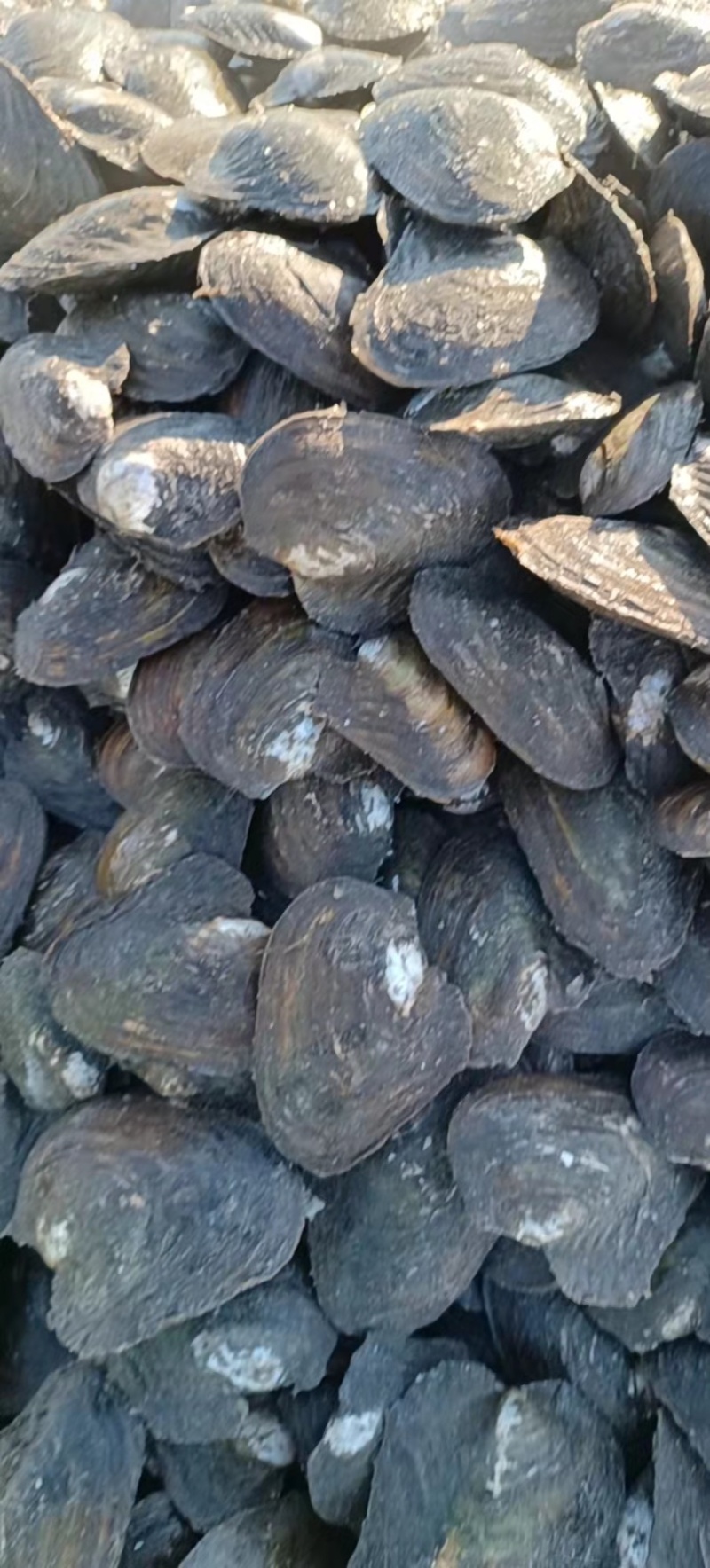 活体河蚌需要联系价格美丽