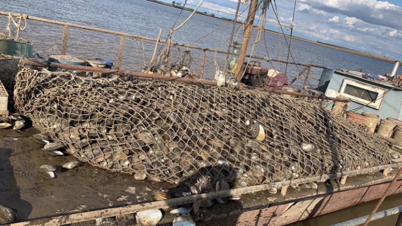 活体河蚌需要联系价格美丽