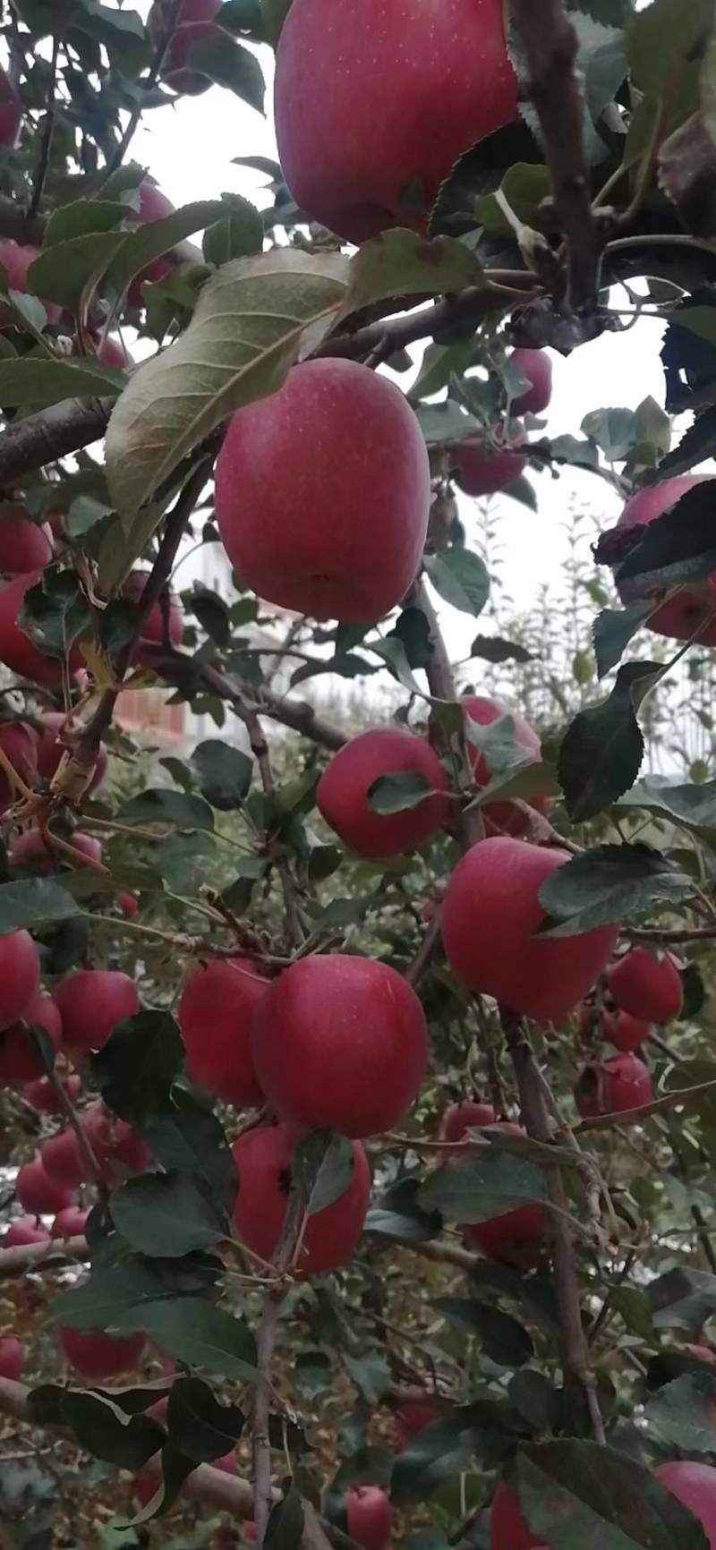 昭通丑苹果大量上市了现摘现发想吃的赶紧