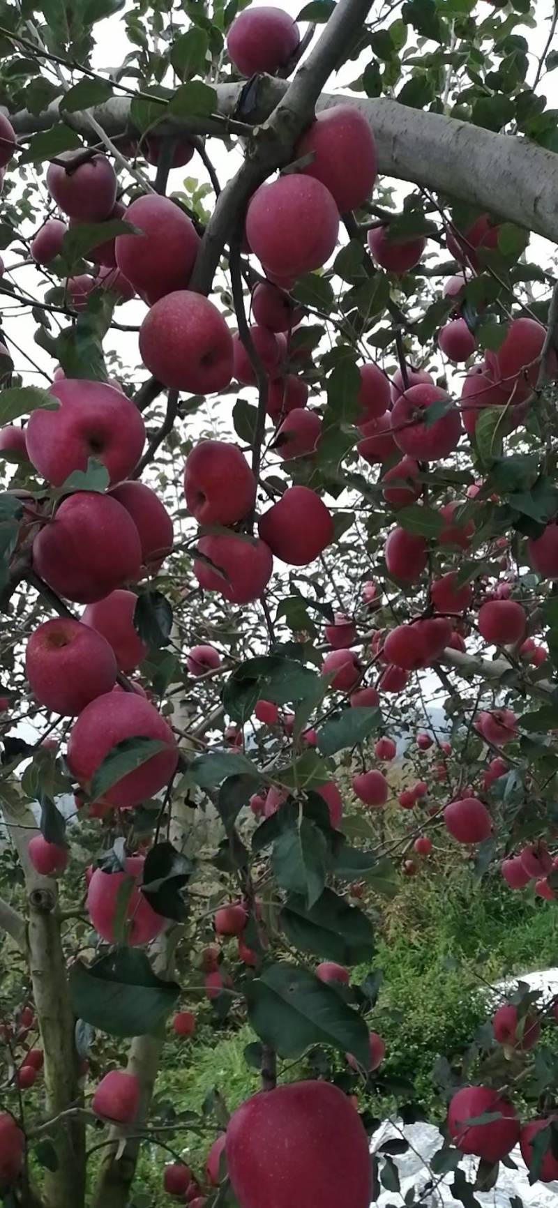 昭通丑苹果大量上市了现摘现发想吃的赶紧