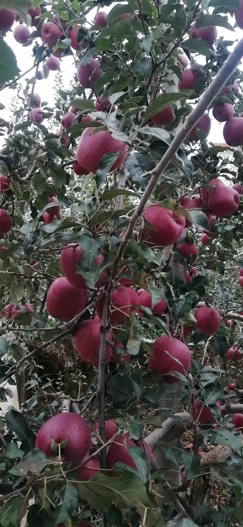 昭通丑苹果大量上市了现摘现发想吃的赶紧