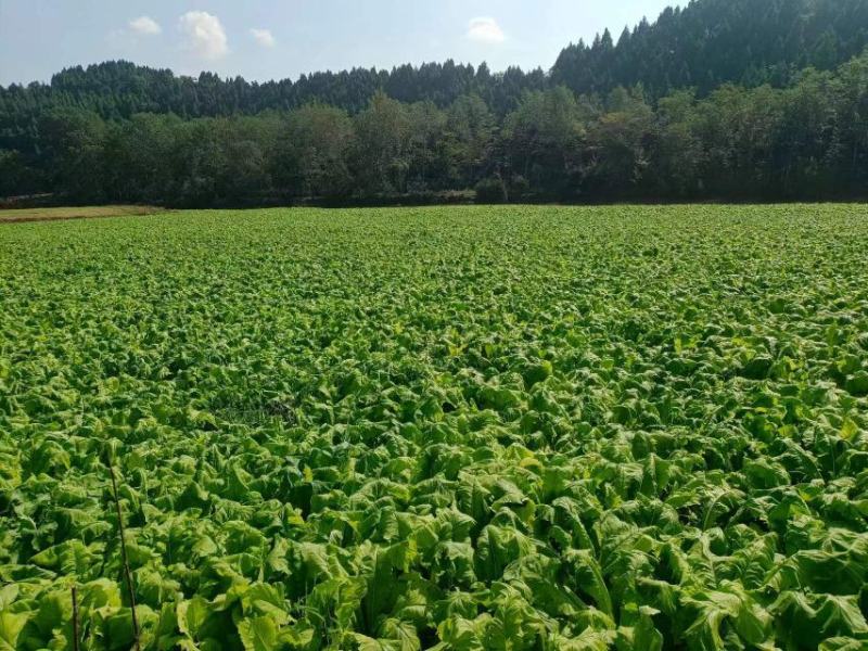 精品圆根甜脆白萝卜，河坝黄沙地种植，无虫害，无黑斑，