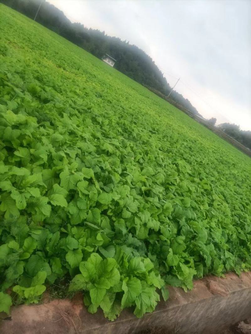 精品圆根甜脆白萝卜，河坝黄沙地种植，无虫害，无黑斑，