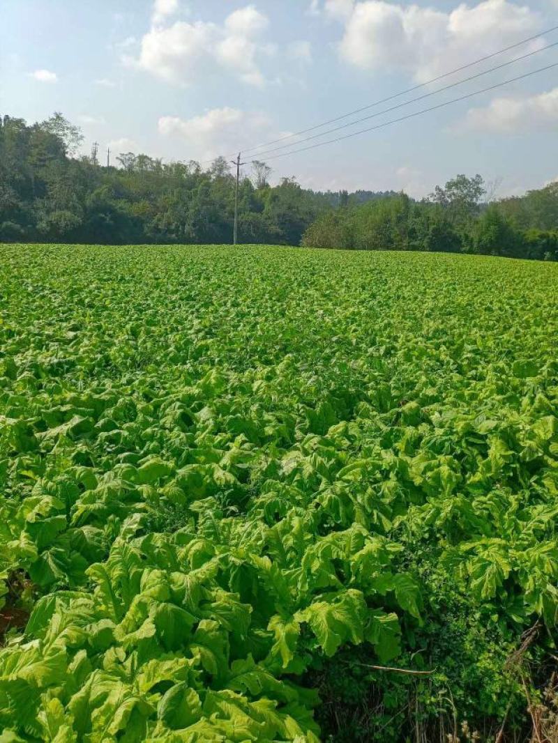 精品圆根甜脆白萝卜，河坝黄沙地种植，无虫害，无黑斑，