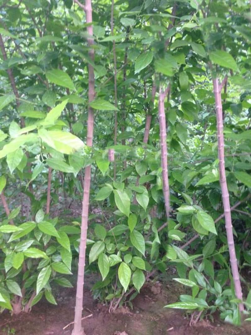 腊梅树