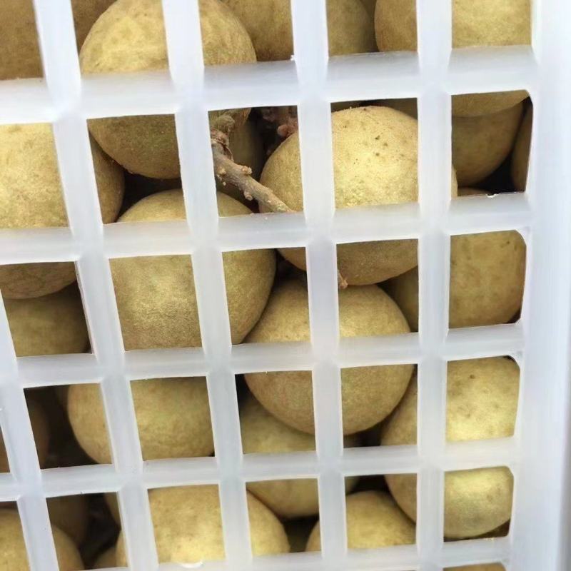 泰国龙眼