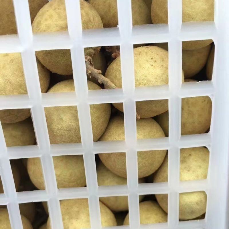 泰国龙眼