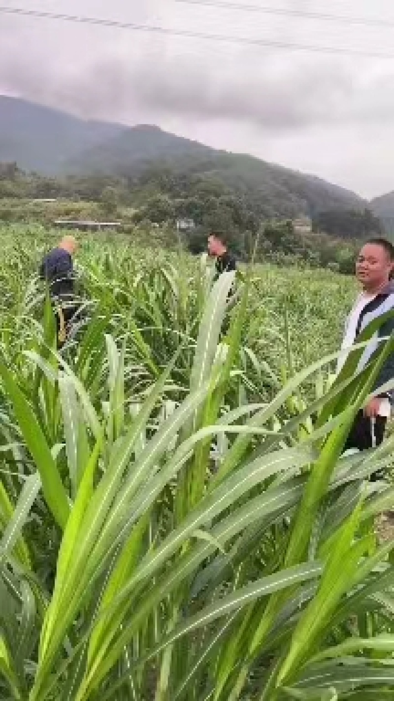 牧草,热研四号一手货源牛羊饲料青储草料常年供应欢迎联系