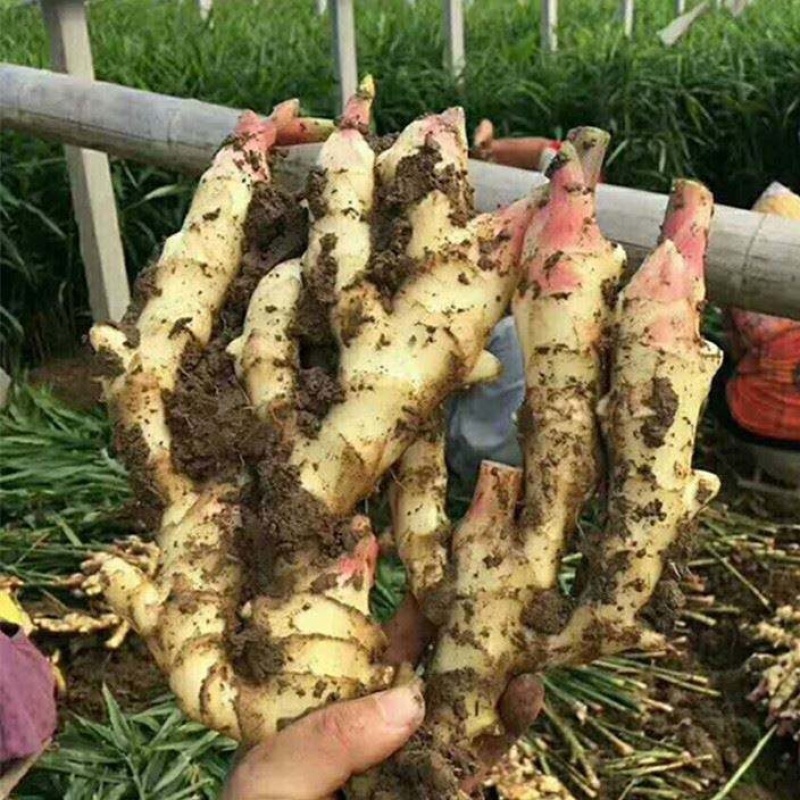 【推荐】姜种368高产诚信经营全国发货高产