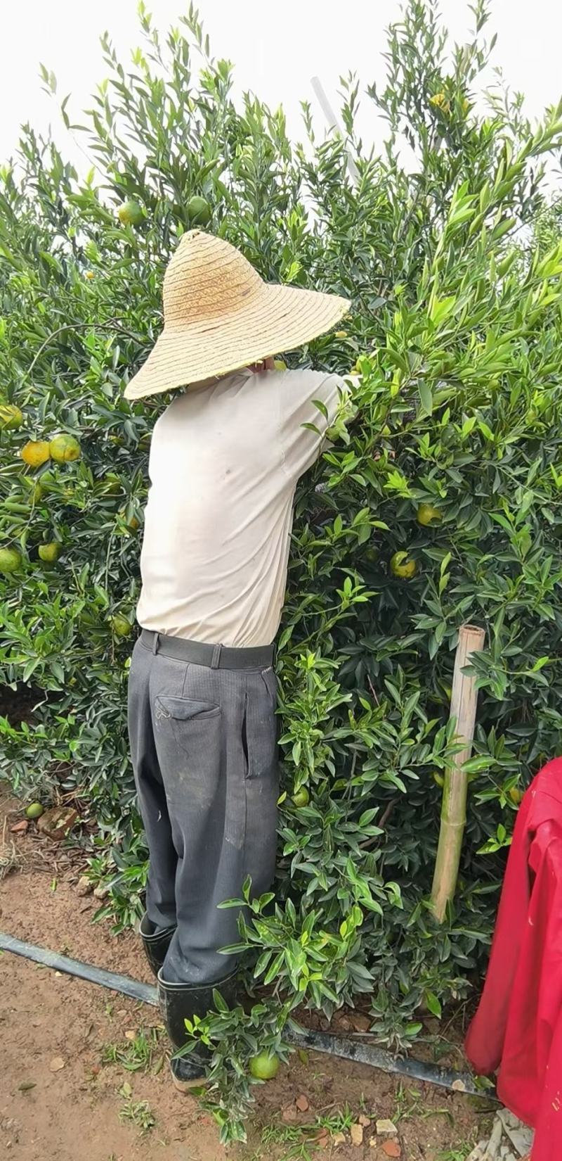 新会梅江圈枝新晒果皮