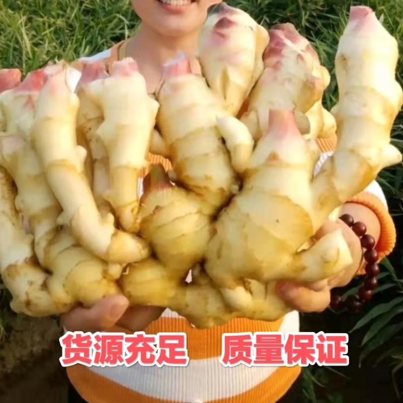 【推荐】姜种368高产诚信经营全国发货高产