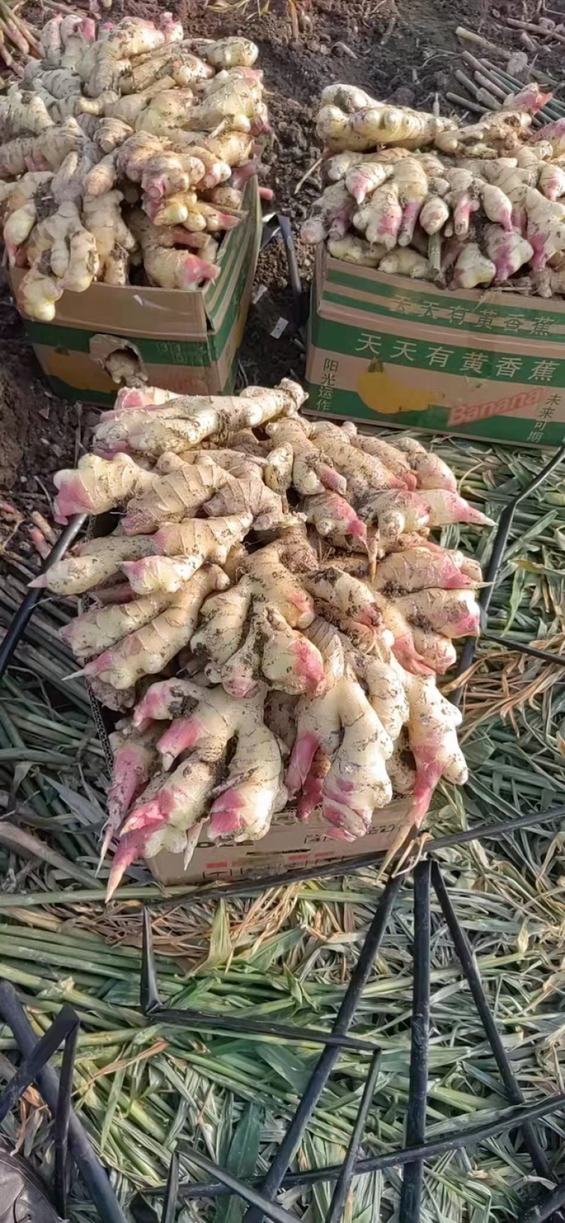 【推荐】姜种368高产诚信经营全国发货高产