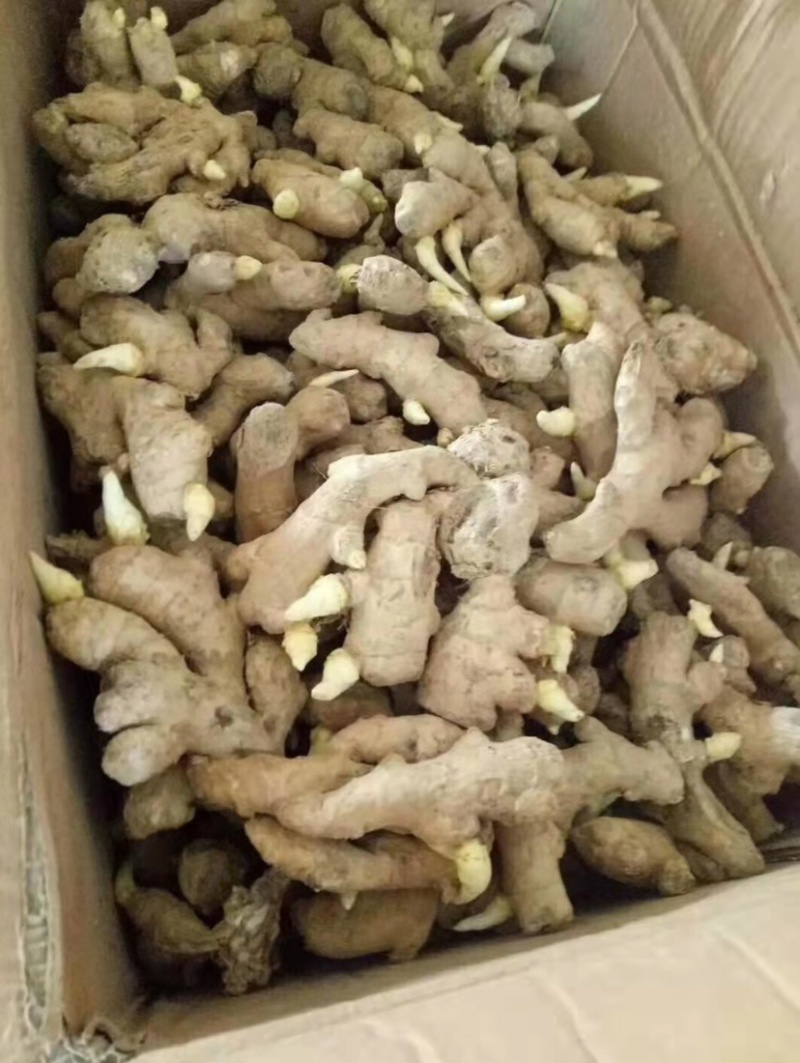 【推荐】姜种368高产诚信经营全国发货高产