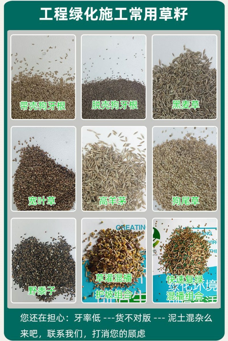 进口草坪种子护坡绿化马尼拉草籽草种矮生耐践踏